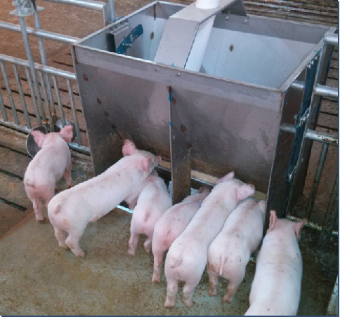 Stainless Steel Double Side Fe - Agriculture Farming And Livestock บทวิจารณ์และราคา