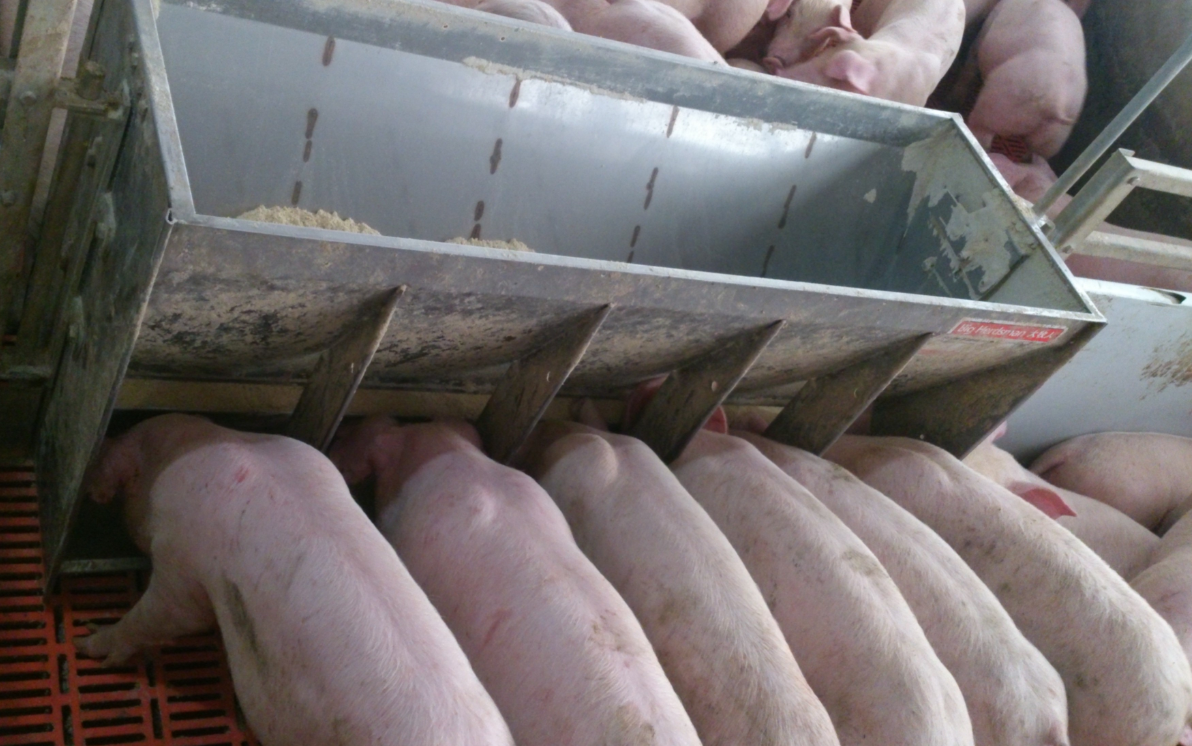 Stainless Steel Double Side Fe - Agriculture Farming And Livestock บทวิจารณ์และราคา