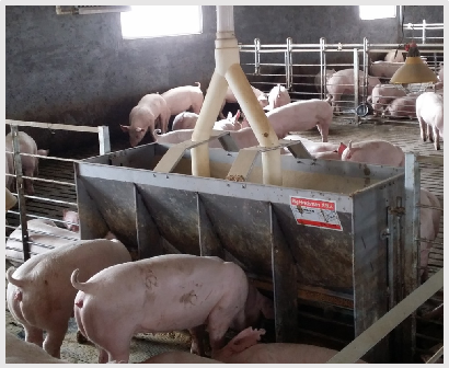 Stainless Steel Double Side Fe - Agriculture Farming And Livestock บทวิจารณ์และราคา